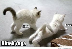 kitty-yoga
