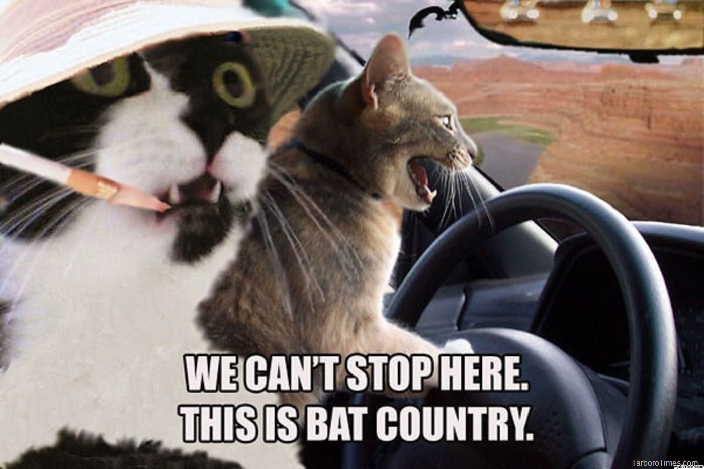cat-meme-fear-and-loathing-in-las-vegas-cats-bat-country_thumb